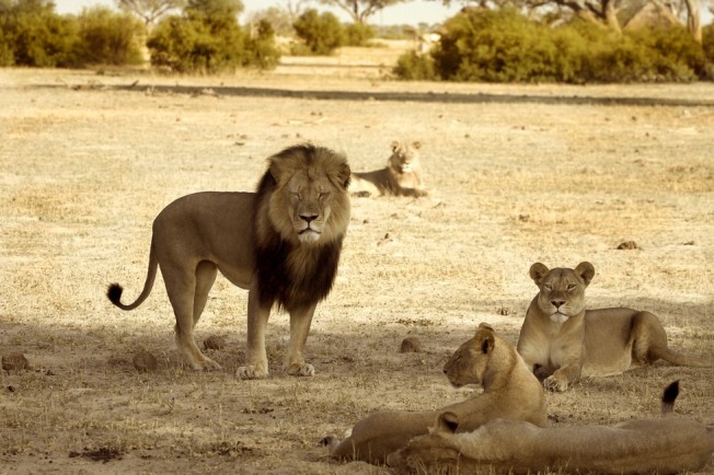 Cecil and kids